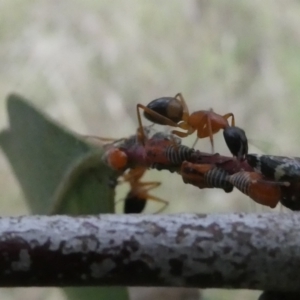 Camponotus consobrinus at Belconnen, ACT - 31 Jan 2023 07:54 PM