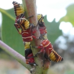 Eurymeloides punctata (Gumtree hopper) at Flea Bog Flat to Emu Creek Corridor - 31 Jan 2023 by JohnGiacon