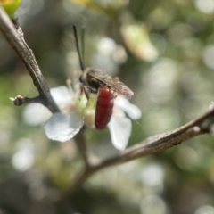 Lasioglossum (Parasphecodes) sp. (genus & subgenus) (Halictid bee) at Broulee Moruya Nature Observation Area - 1 Feb 2023 by PeterA