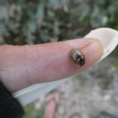 Paropsisterna m-fuscum (Eucalyptus Leaf Beetle) at Flea Bog Flat to Emu Creek Corridor - 31 Jan 2023 by JohnGiacon