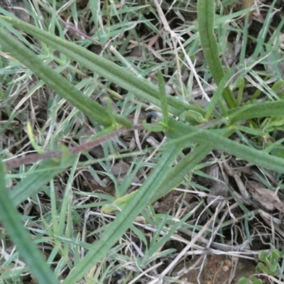 Podolepis jaceoides (Showy Copper-wire Daisy) at Emu Creek - 31 Jan 2023 by JohnGiacon