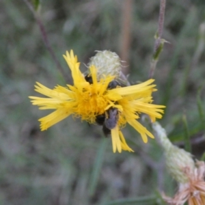 Podolepis jaceoides at Belconnen, ACT - 31 Jan 2023