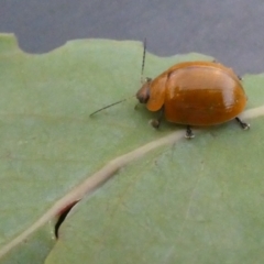 Paropsisterna cloelia (Eucalyptus variegated beetle) at Flea Bog Flat to Emu Creek Corridor - 31 Jan 2023 by JohnGiacon