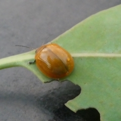 Paropsisterna cloelia at Belconnen, ACT - 31 Jan 2023