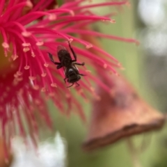 Tetragonula carbonaria (Stingless bee) at Mogo, NSW - 1 Feb 2023 by PeterA