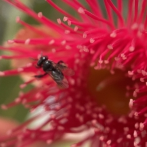 Tetragonula carbonaria at Mogo, NSW - suppressed