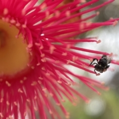 Tetragonula carbonaria at Mogo, NSW - suppressed