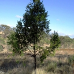 Exocarpos cupressiformis (Cherry Ballart) at Molonglo Valley, ACT - 1 Feb 2023 by sangio7