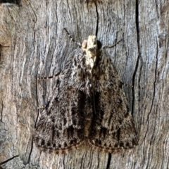 Spectrotrota fimbrialis (A Pyralid moth) at Mount Ainslie - 1 Feb 2023 by Pirom
