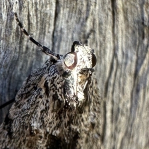 Spectrotrota fimbrialis at Ainslie, ACT - 1 Feb 2023 06:24 PM