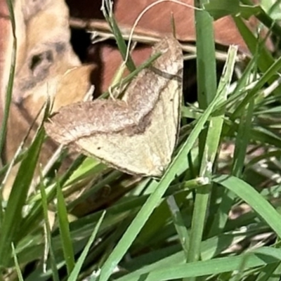 Anachloris subochraria (Golden Grass Carpet (Ennominae)) at Acton, ACT - 1 Feb 2023 by Pirom