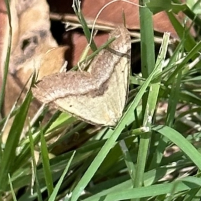 Anachloris subochraria (Golden Grass Carpet) at Acton, ACT - 1 Feb 2023 by Pirom