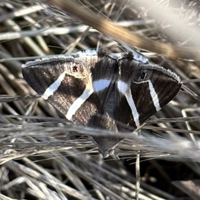 Grammodes oculicola (Small-eyed Box-Owlet) at Mount Ainslie - 1 Feb 2023 by Pirom