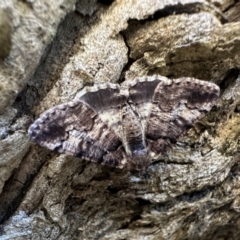 Cryphaea xylina (Woodland Geometrid) at Mount Ainslie - 1 Feb 2023 by Pirom