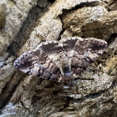 Cryphaea xylina (Woodland Geometrid) at Ainslie, ACT - 1 Feb 2023 by Pirom