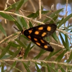 Asura cervicalis (Spotted Lichen Moth) at ANBG - 1 Feb 2023 by Pirom