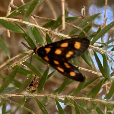 Asura cervicalis (Spotted Lichen Moth) at Acton, ACT - 1 Feb 2023 by Pirom