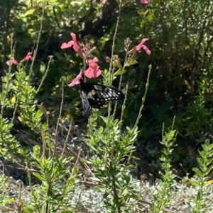 Papilio anactus at Wanniassa, ACT - 1 Feb 2023 10:25 AM