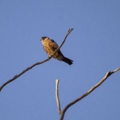 Falco longipennis (Australian Hobby) at Cook, ACT - 1 Feb 2023 by Amy