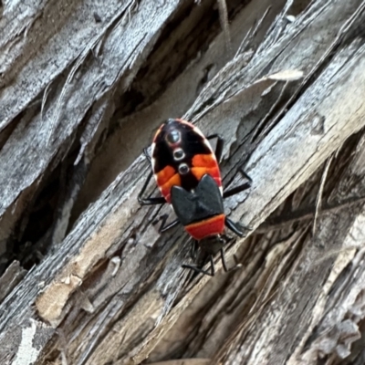 Dindymus versicolor (Harlequin Bug) at Ainslie, ACT - 27 Jan 2023 by Pirom