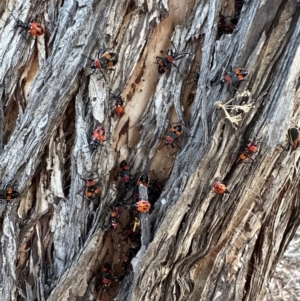 Dindymus versicolor at Ainslie, ACT - 27 Jan 2023 07:54 PM