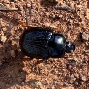 Anomalomorpha anthracina at Ainslie, ACT - 1 Feb 2023 06:15 PM