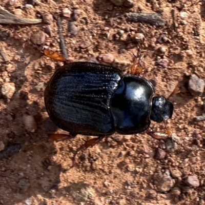 Anomalomorpha anthracina (Yellow-legged pasture scarab) at Ainslie, ACT - 1 Feb 2023 by Pirom