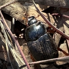 Anomalomorpha anthracina at Ainslie, ACT - 1 Feb 2023