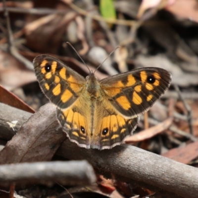 Geitoneura klugii (Marbled Xenica) at Tidbinbilla Nature Reserve - 31 Jan 2023 by RodDeb