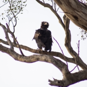 Aquila audax at Cook, ACT - 1 Feb 2023 08:12 PM