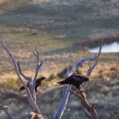 Aquila audax at Cook, ACT - 1 Feb 2023 08:12 PM