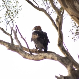 Aquila audax at Cook, ACT - 1 Feb 2023 08:12 PM