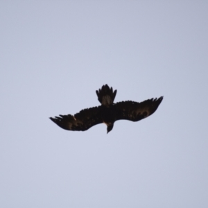 Aquila audax at Cook, ACT - 1 Feb 2023 08:12 PM