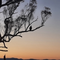 Aquila audax at Cook, ACT - 1 Feb 2023 08:12 PM