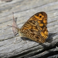 Geitoneura acantha (Ringed Xenica) at Tidbinbilla Nature Reserve - 31 Jan 2023 by RodDeb