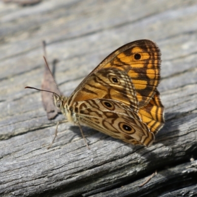 Geitoneura acantha (Ringed Xenica) at Tidbinbilla Nature Reserve - 31 Jan 2023 by RodDeb