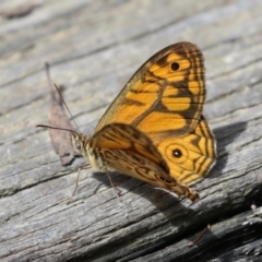 Geitoneura acantha at Paddys River, ACT - 31 Jan 2023 12:18 PM