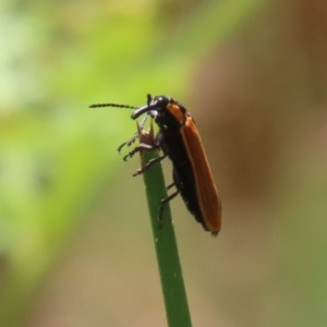 Rhinotia haemoptera at Paddys River, ACT - 31 Jan 2023