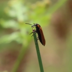 Rhinotia haemoptera at Paddys River, ACT - 31 Jan 2023