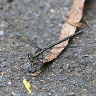 Austroargiolestes icteromelas (Common Flatwing) at Paddys River, ACT - 31 Jan 2023 by RodDeb