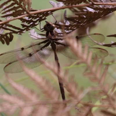 Telephlebia brevicauda (Southern Evening Darner) at Paddys River, ACT - 31 Jan 2023 by RodDeb