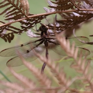 Telephlebia brevicauda at Paddys River, ACT - 31 Jan 2023