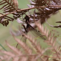 Telephlebia brevicauda at Paddys River, ACT - 31 Jan 2023