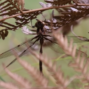 Telephlebia brevicauda at Paddys River, ACT - 31 Jan 2023