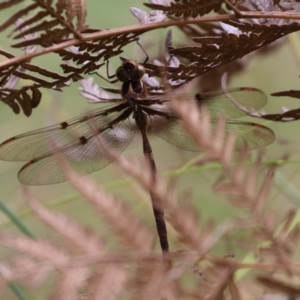 Telephlebia brevicauda at Paddys River, ACT - 31 Jan 2023