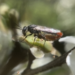 Unidentified Flower wasp (Scoliidae or Tiphiidae) at Broulee, NSW - 1 Feb 2023 by PeterA