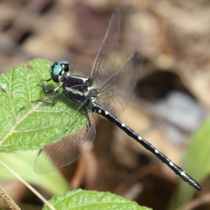 Eusynthemis guttata at Paddys River, ACT - 31 Jan 2023