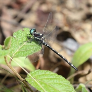 Eusynthemis guttata at Paddys River, ACT - 31 Jan 2023