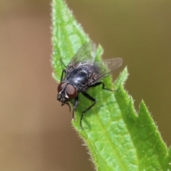 Calliphora vicina (European bluebottle) at Paddys River, ACT - 31 Jan 2023 by RodDeb