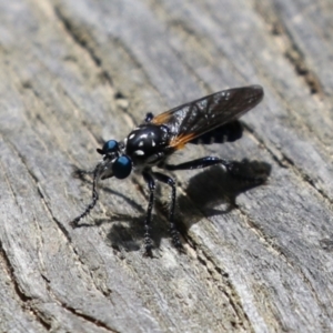 Orthogonis sp. (genus) at Paddys River, ACT - 31 Jan 2023